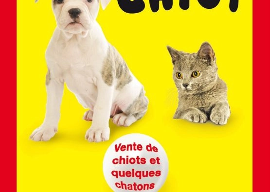 Salon du chiot
